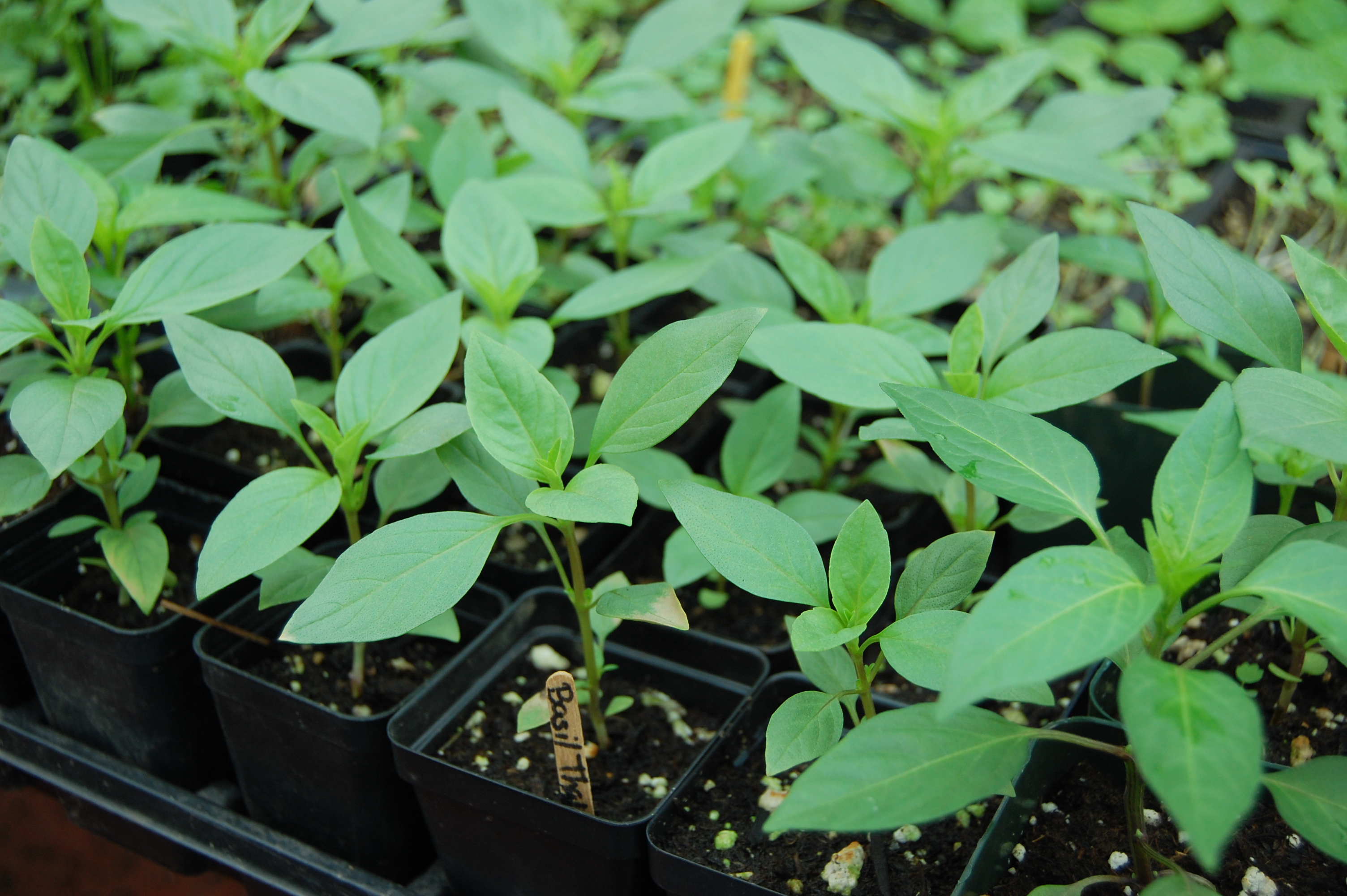 World Of Thai Basil From Seeds